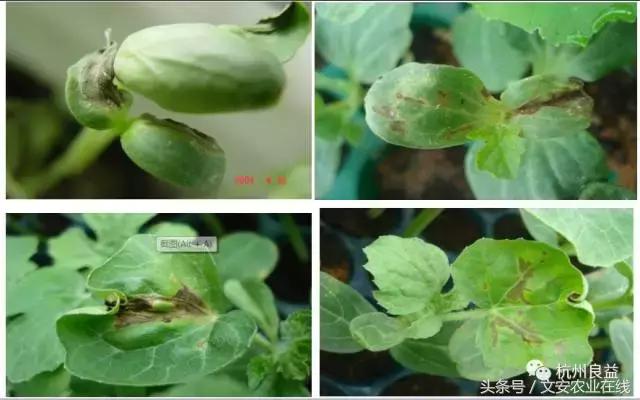 西瓜全程种植技术方案