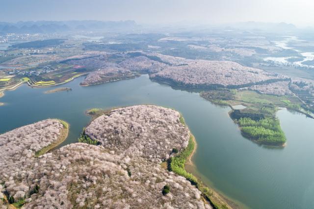 看樱花不必赴日本，中国5大赏樱胜地，春天花海绚烂，你去过几个