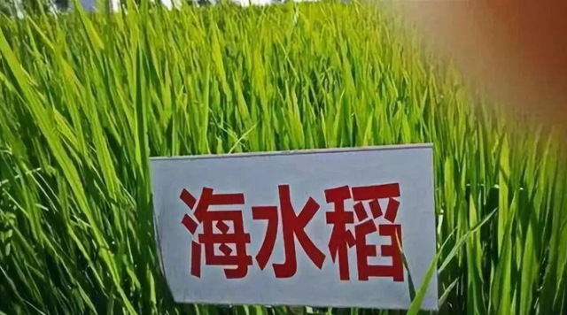 推出红得发紫的海水稻！种植面积惊人，口感受挑战，你敢尝试吗？