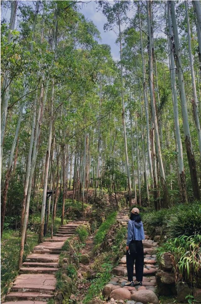 向日葵花海已进入盛花期，免费打卡！周边爬山徒步、大运公园观海