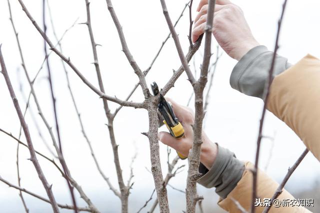 荔枝栽培技术，农民种植要掌握这10招，一定稳妥