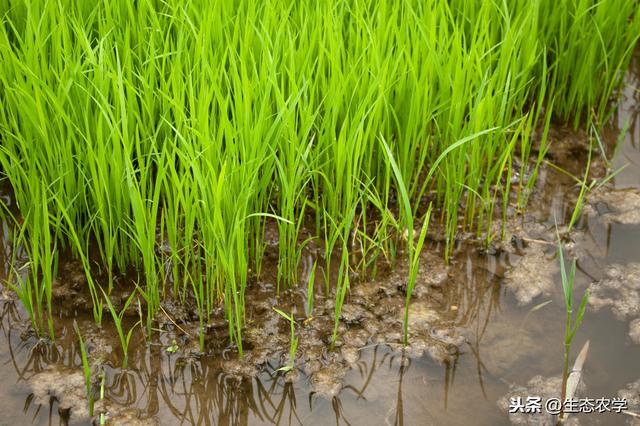 助农增收致富】辣椒反季节种植，与早稻抛秧轮作模式高产栽培技术