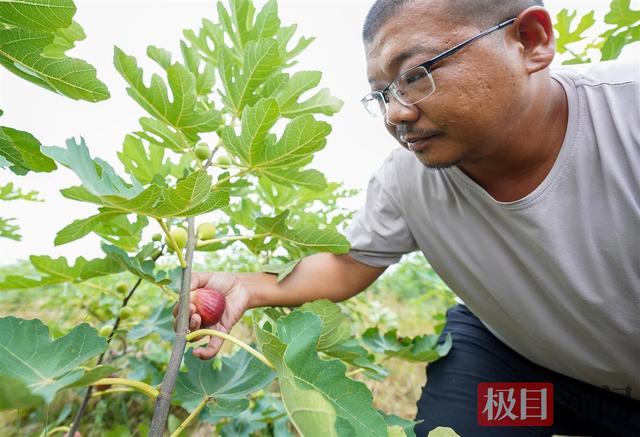 @所有人，武汉黄陂这里的新鲜水果大量上市，快来采摘吧