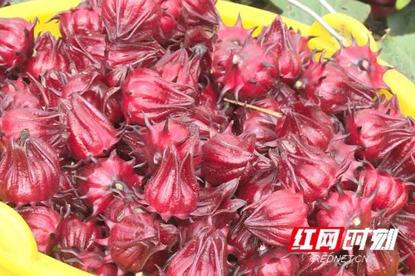 江华桥市乡：引进种植洛神花 产量高效益好