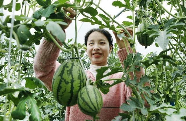 大棚种植西瓜如何高产栽培，需要掌握那些栽培技术，看完你就懂了