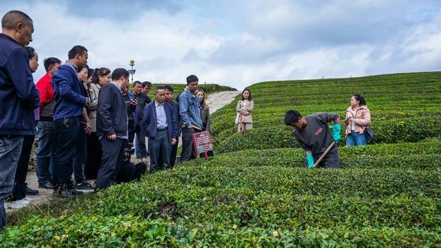 石阡茶农培训忙