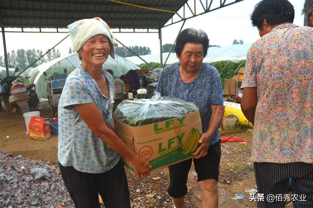 种植大户年赚100多万，勇于聘请固定员工，农村老人成主力军