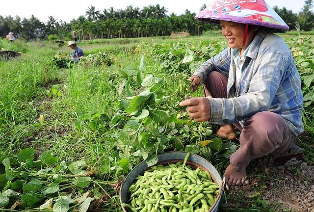 毛豆种植效益好，掌握4点种植技术，轻松搞定毛豆种植