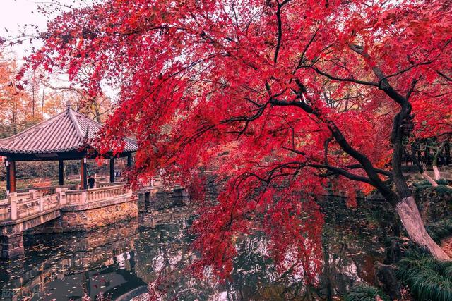 中国人的“吉祥树”，一到秋天红彤彤，红红火火旺家门