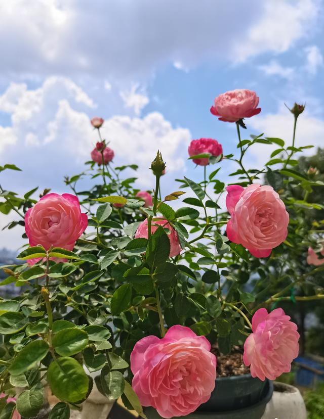 喜欢月季花的，养棵“和室”吧，又美又仙，多季花开，一花香满家