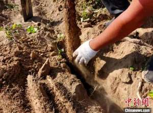 中国山药种植(新疆山药主产区“大漠山药”开采 年产4万余吨出口东南亚)