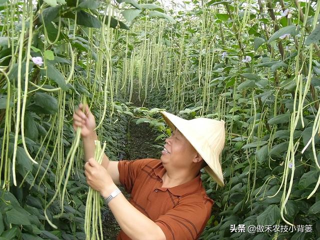 种植豆角记住这6点，豆角开花结荚多、落花落荚少、采收期延长