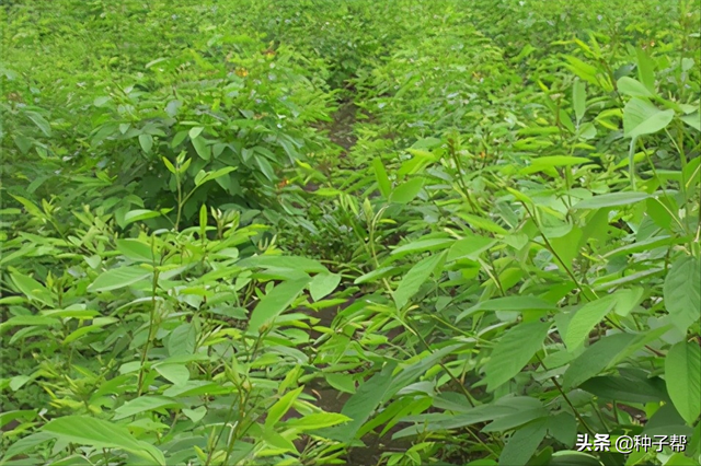 荒山护坡先锋植物-木豆，抗旱性强、耐贫瘠、栽培技术介绍