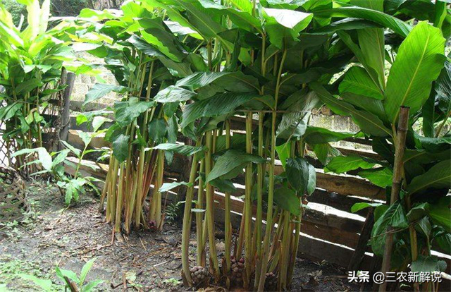 草果药用价值高，种植效益好，怎么种植能高产？