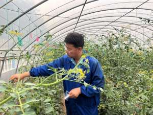 大棚种植西红柿亩产多少斤(蹲点影记丨10亩大棚所育种子可种2万亩番茄)