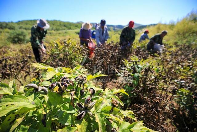 河北迁西：油用牡丹种植助力增收致富