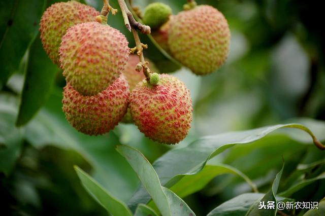 荔枝栽培技术，农民种植要掌握这10招，一定稳妥