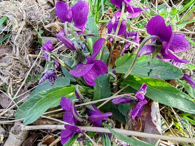 这菜全身是宝，比槐花香甜比荠菜营养，却常被当成杂草，别不懂吃