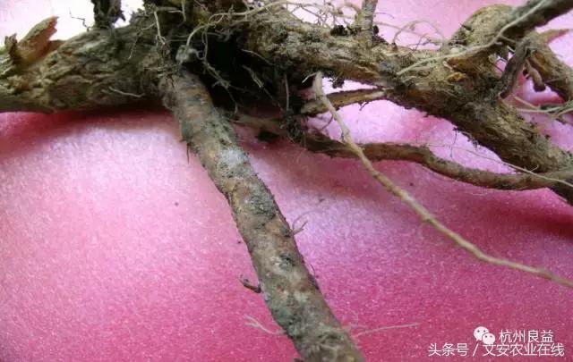 西瓜全程种植技术方案