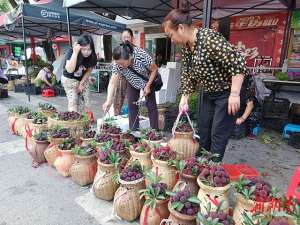 湖南可以种植水果(谁才是湖南的“水果之都”——答案是怀化)