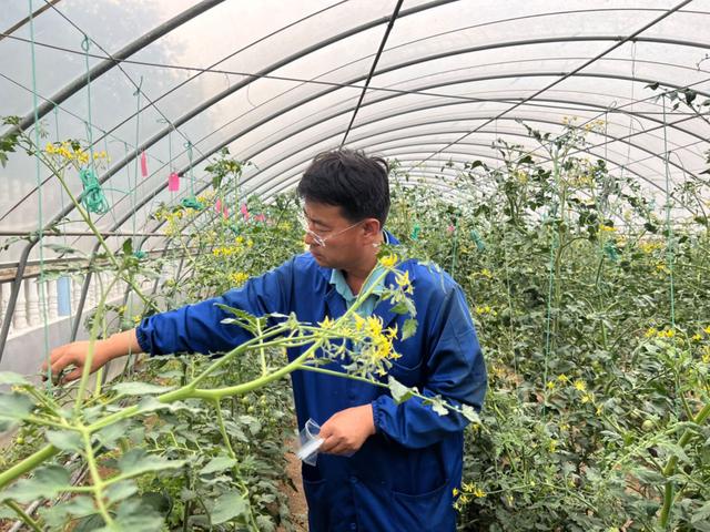 蹲点影记丨10亩大棚所育种子可种2万亩番茄