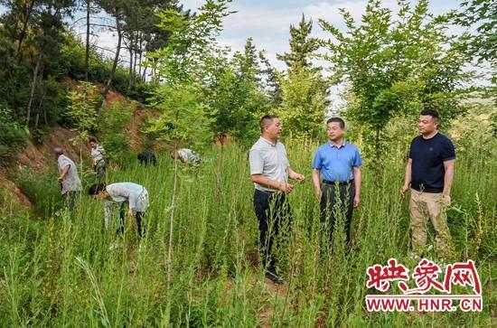 南召县崔庄乡：中药材种植成为山区群众“致富宝”