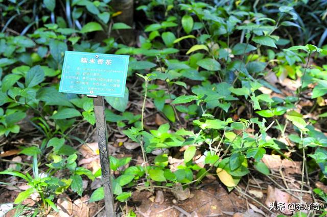 香兰茶，海南添香茶中的奇珍，在国内低调却畅销国际