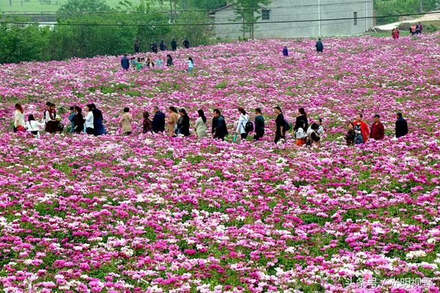 四川中江：大面积种植芍药，上赏花、下卖药，群众增收2亿元