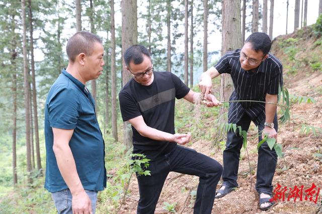 麻阳这个乡着力打造怀化市中药材之乡，要让中药材成为当地百姓增收致富的“良药”