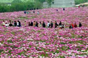 四川白芍种植(四川中江：大面积种植芍药，上赏花、下卖药，群众增收2亿元)