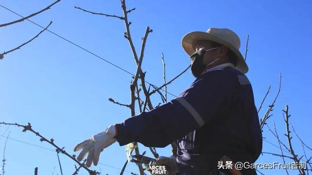 天天“偷能量”种树？其实你在家里也可以种车厘子树