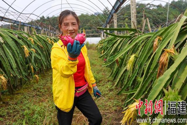 福建武夷山种植台湾火龙果喜获丰收