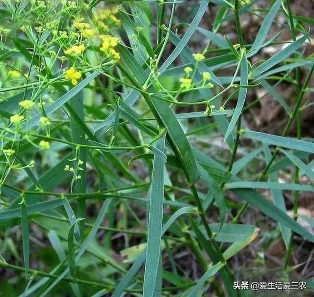 九种市场缺口很大的药材，有的能亩入十万，请收藏