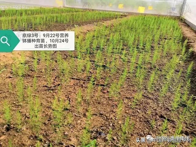 芦笋高产种植技术以及管理要点