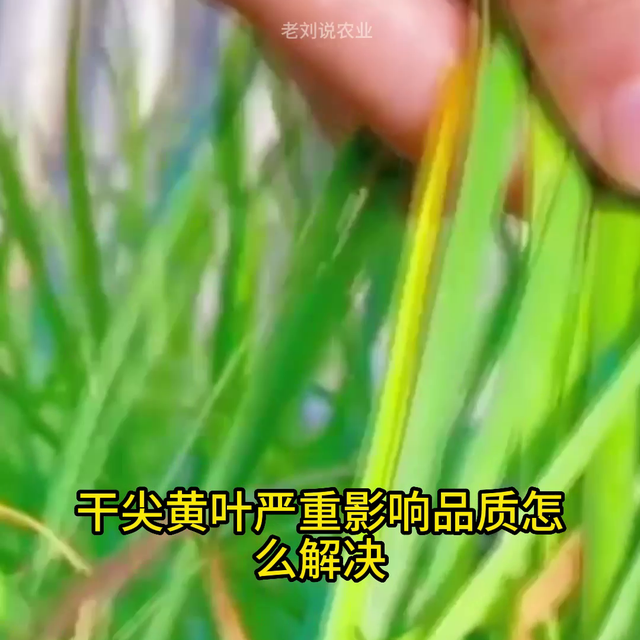 大葱小葱韭菜不干尖不黄叶