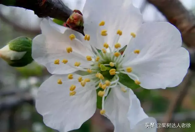 樱桃好吃树难栽，大棚栽培大樱桃易成功吗，关键花果管理如何做？