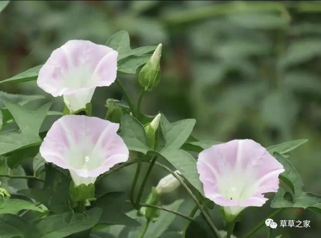 一中校园的植物们！