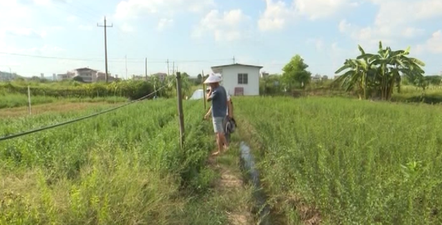 刁坊河塘岭：小小枸杞叶承载村民富裕梦