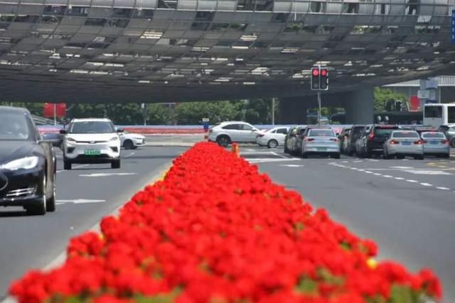 春日气息扑面而来，五角场环岛景观花卉上新