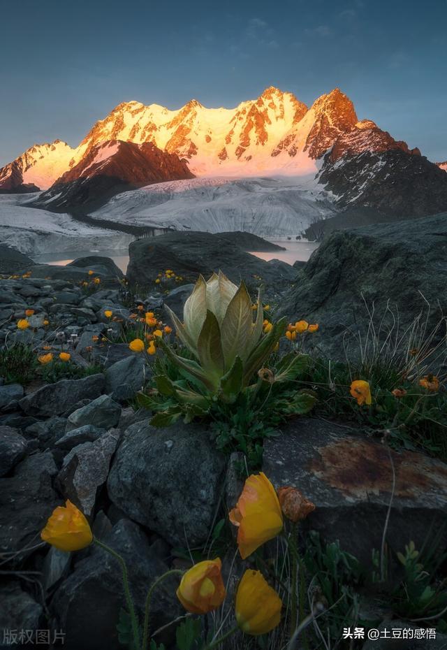 天山雪莲花，神奇而珍贵，如今可遇不可求