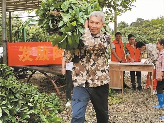 东兴：中药材种植配出致富“千金方”