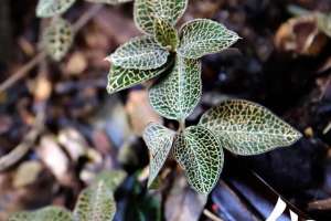 金线莲种植盘(金线莲种植)