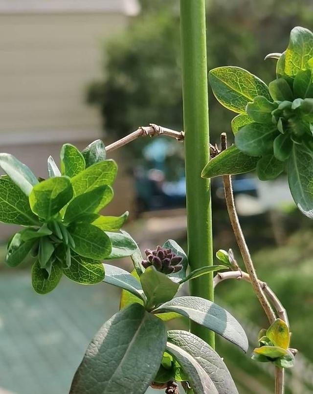 养盆栽金银花，做三步，一年长成漂亮的盆景，爬藤快花很多