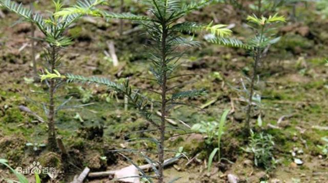 金秋农林香榧绿色高效种植技术