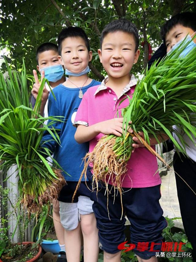 种水稻的城里娃——怀化市红星路小学学生水稻种植体验侧记