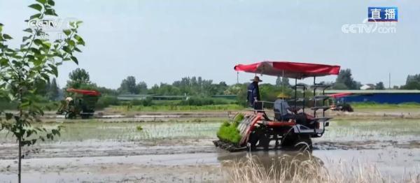 机械助力水稻插秧 标准化集中育秧打牢高产基础