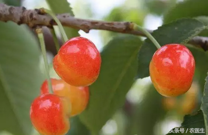 敲黑板！划重点！樱桃树夏季管理要点！