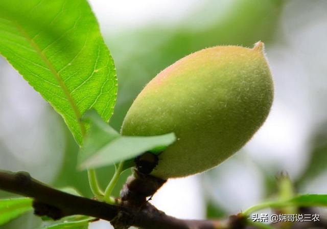 枇杷种植经验分享，解析砧木苗繁殖，掌握优质果苗培育技术