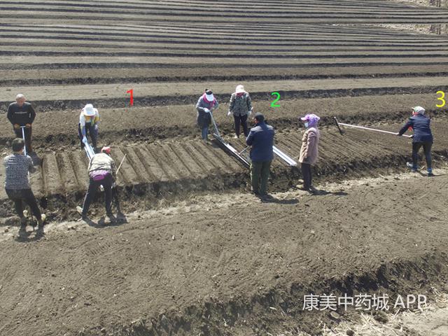 涨见识！探访人工种植人参的过程，繁琐且费时