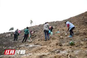 安吉白茶种植要求(永州新田：抢种安吉白茶“一片叶子”托起致富梦)